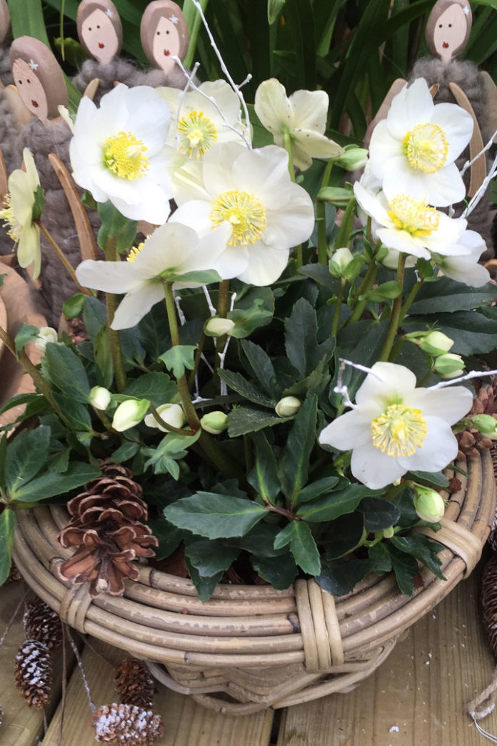 Christrose die Königin der winterblühenden Stauden myPfadFinder