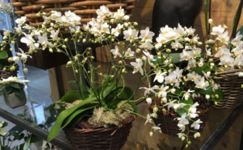 Orchideen im Topf oder Korb arrangieren