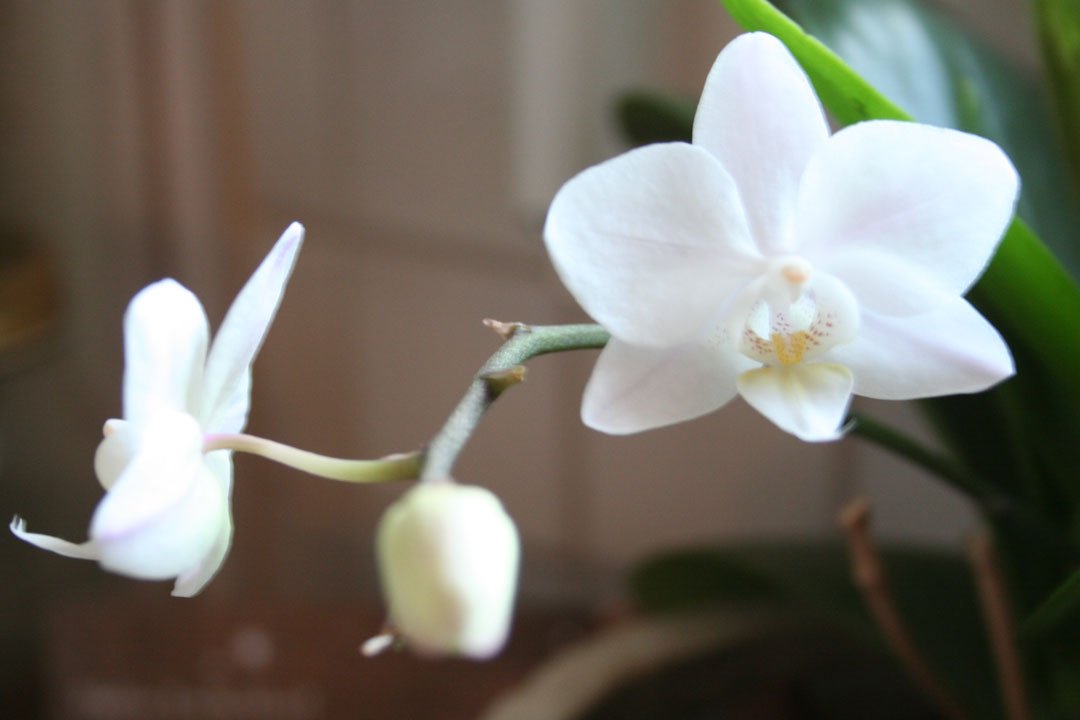 Weisse Willdorchideen