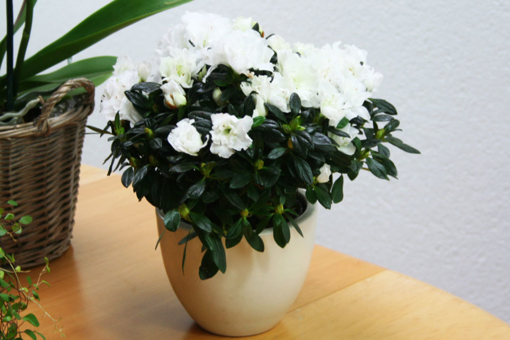 Die Azalee im Wohnzimmer richtig pflegen und gießen | myPfadFinder