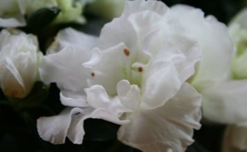 Die Azalee im Wohnzimmer richtig pflegen und gießen Azleen im Wohnzimmer richtig pflegen und gießen