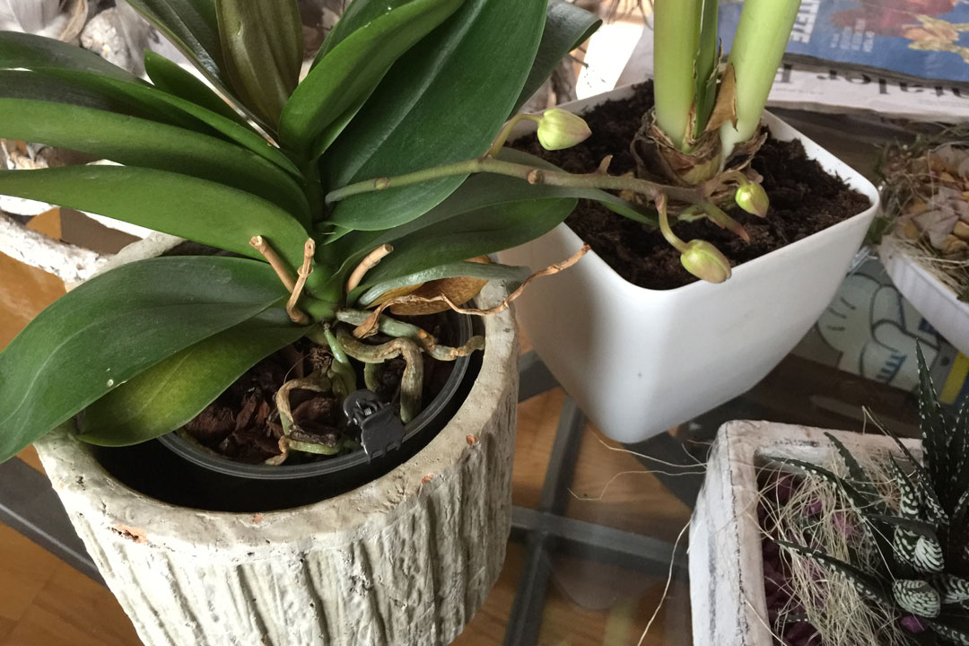 Töpfe und Gefässe für Orchideen