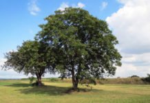 Walnussbaum auf der grünen Wiese