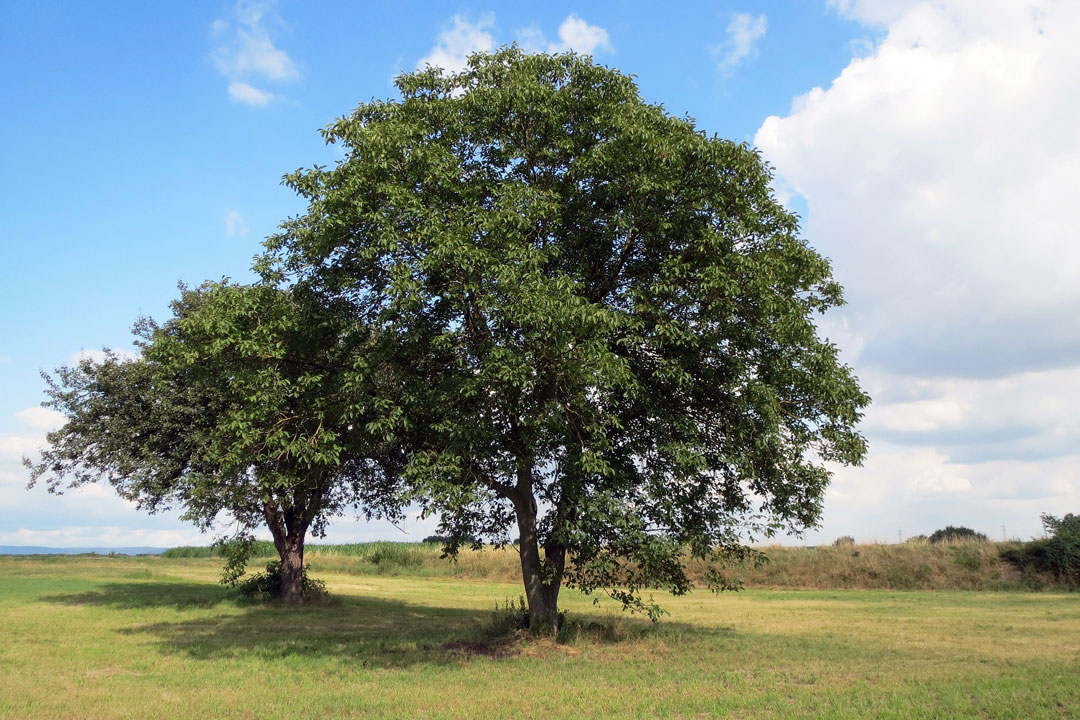 Walnussbaum auf der grünen Wiese