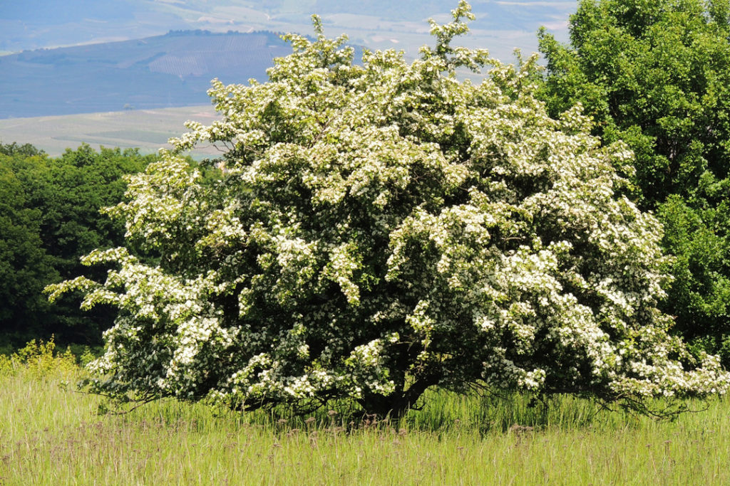 Blühender Weißdornbaum auf einer Anhöhe