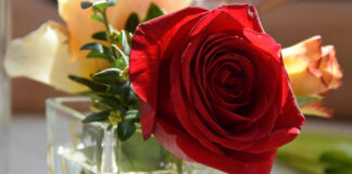 Eine Rose im Glas zum Valentinstag - das Fest der Liebe