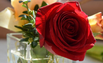 Eine Rose im Glas zum Valentinstag - das Fest der Liebe