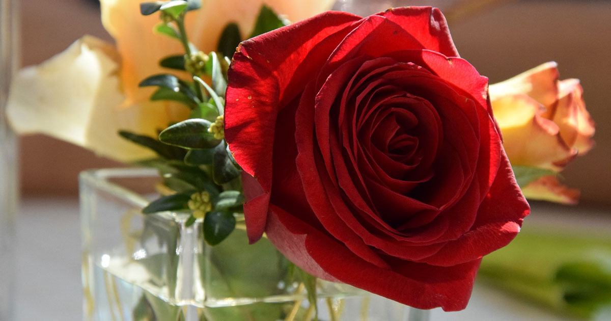Eine Rose im Glas zum Valentinstag - das Fest der Liebe