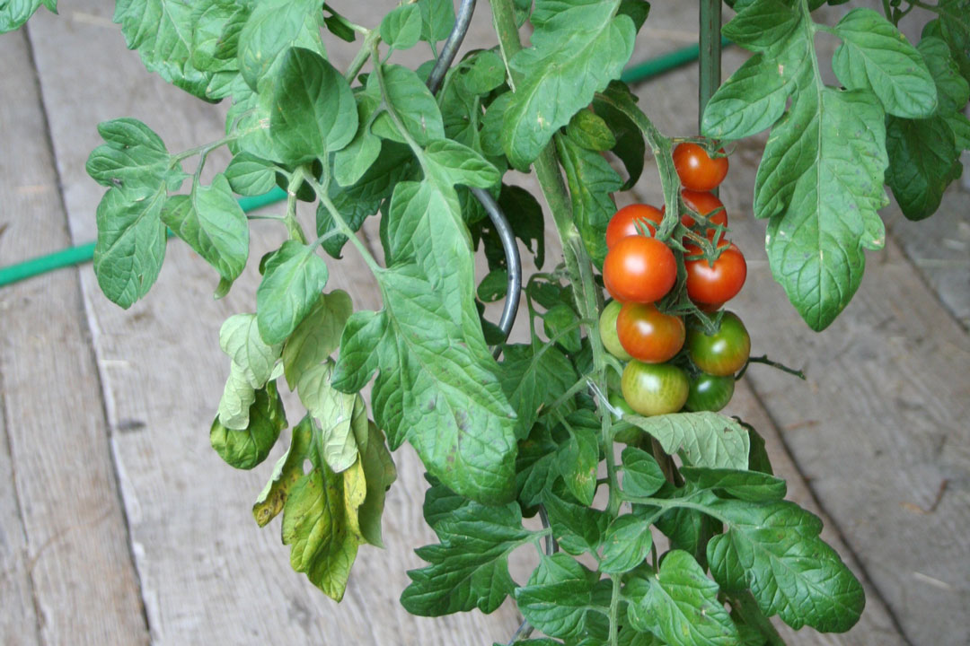 Tomaten lieben einen sonnigen und geschützten Standort. 