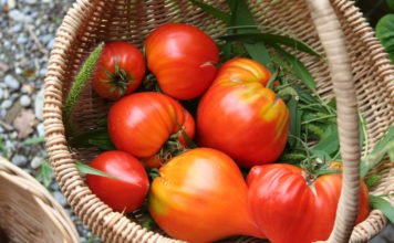 Tomaten auf der Fensterbank richtig aussäen und anziehen Tomaten aussäen für den eigenen Garten