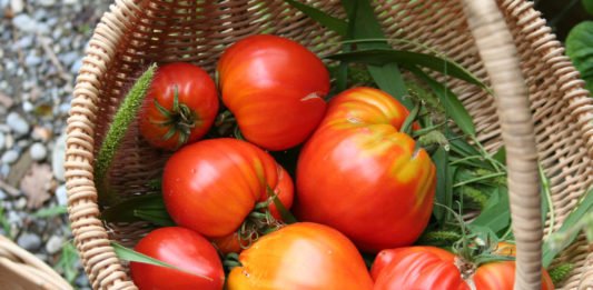 Tomaten aussäen für den eigenen Garten