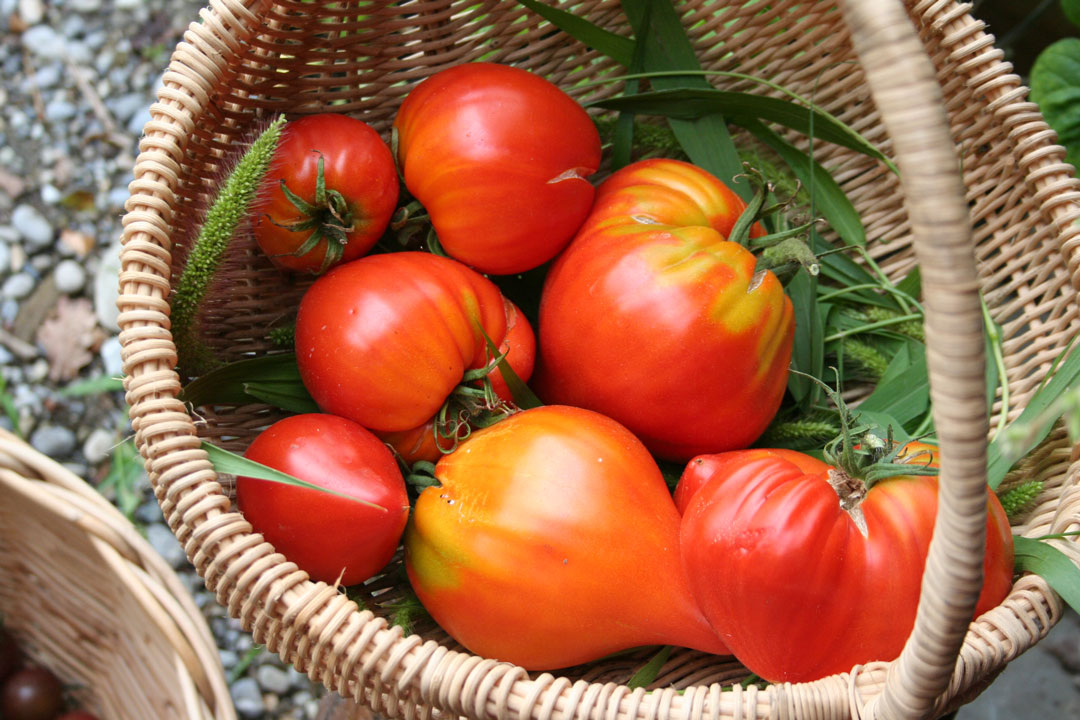 Tomaten aussäen für den eigenen Garten