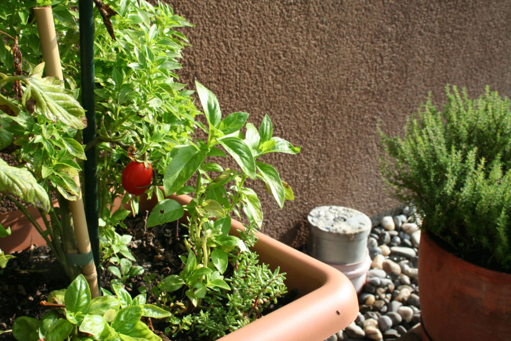 Tomaten auf der Fensterbank richtig aussäen und anziehen myPfadFinder