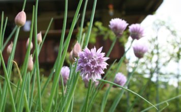 Wo Schnittlauch am besten wächst