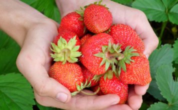 Die sieben wichtigsten Tipps beim Erdbeeren pflanzen