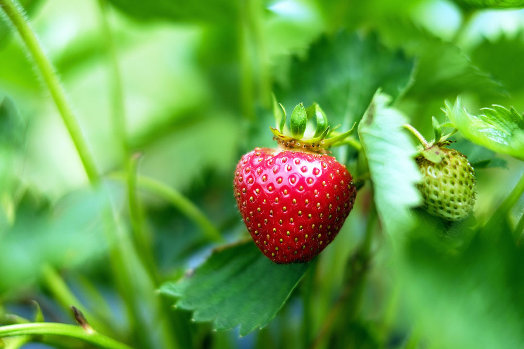Eine sonnengereifte Erdbeere kann gepflückt werden.