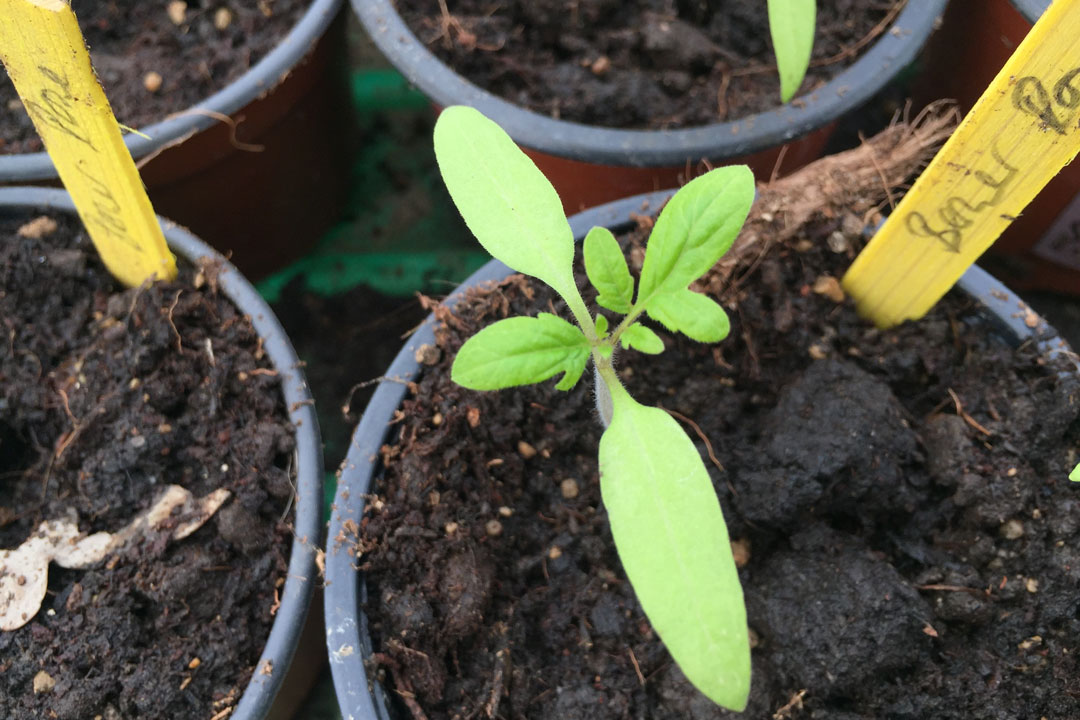 Junge Tomatenpflanze im Pikiertopf