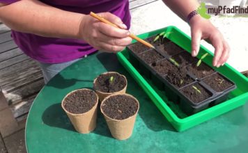 Wie Sie Tomatenpflanzen richtig pikieren bzw. vereinzeln