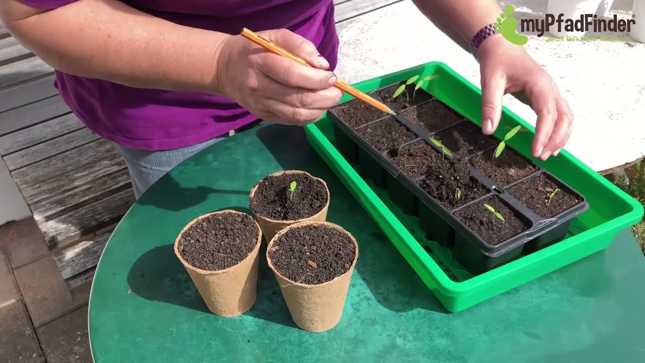 Wie Sie Tomatenpflanzen richtig pikieren und anziehen