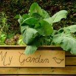 Hochbeet richtig anlegen und pflegen