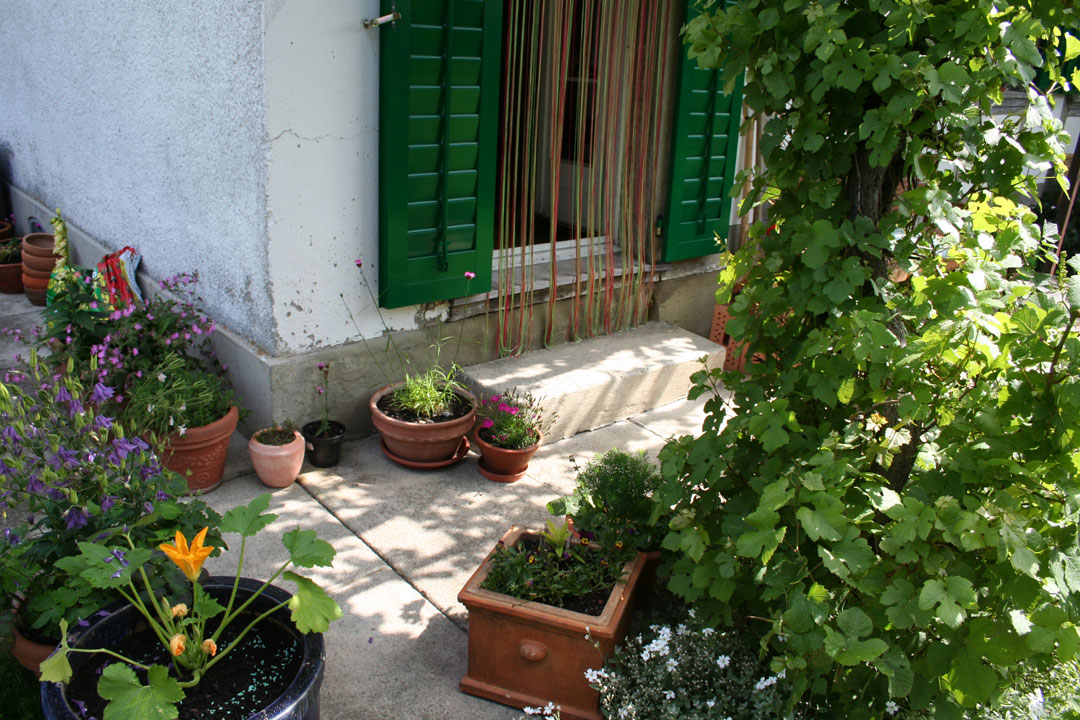 Zucchetti, verschiedene Blumen und Weinrebe auf kleinstem Raum.
