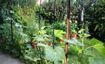 Vertikale Gärten - die moderne Form von Urban Gardening.