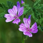 Wilde Malve – nicht nur schön anzusehen.