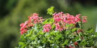Geranien - die beliebte Sommer- und Balkonpflanze