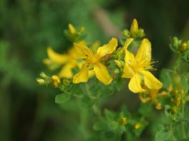Was Johanniskraut im Körper bewirkt und wie man es verwendet