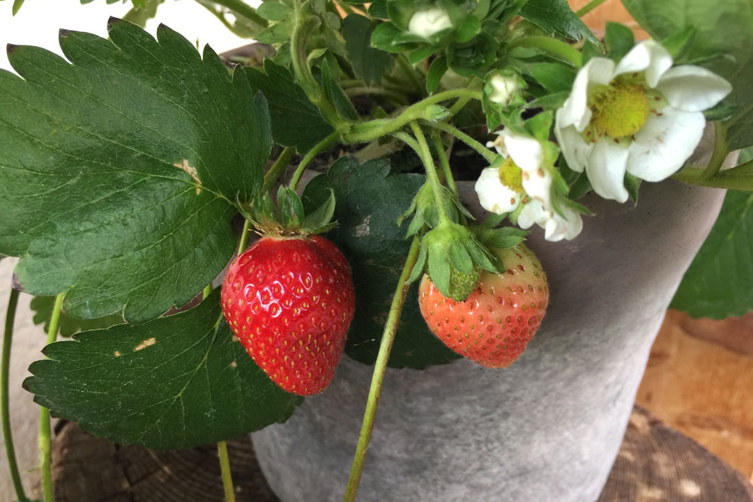 Selber vermehrte Erdbeeren in einem Topf