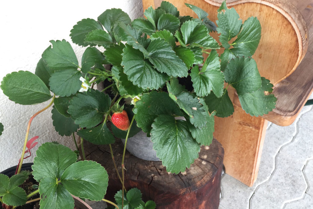 Gartentipp Wie Sie Erdbeeren in fünf einfachen Schritten selber