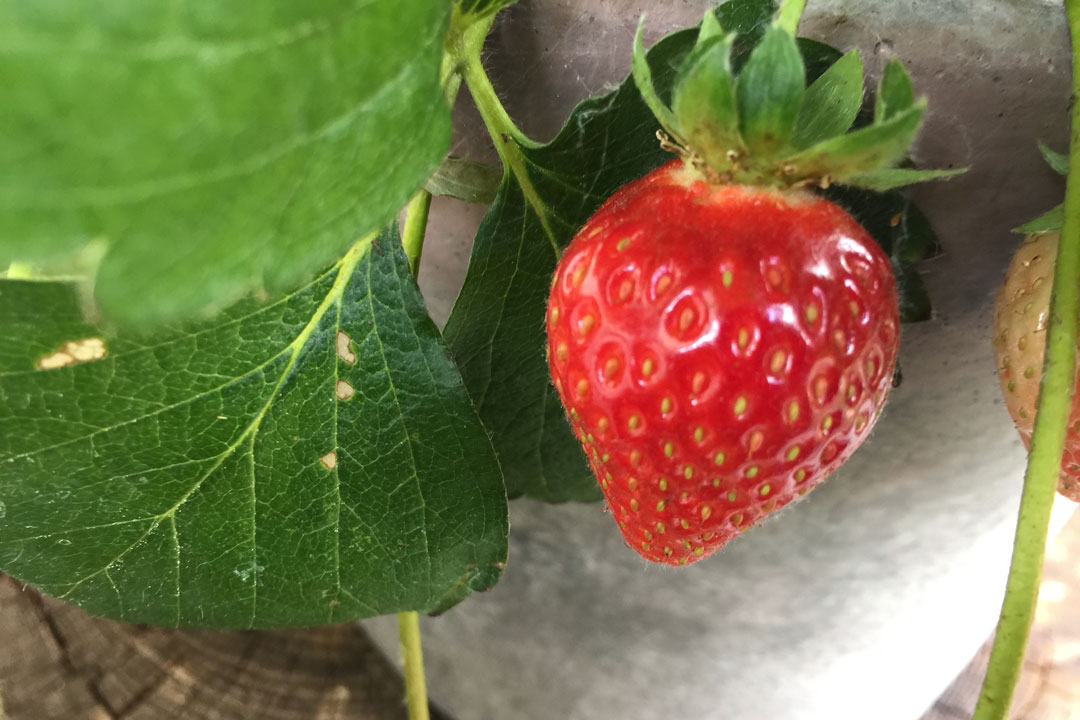 Die nächste Saison kann kommen. Reife Erdbeere an einer immertragenden Hängeerdbeere im Topf.
