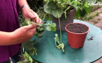 Gartentipp: Wie Sie Erdbeeren in fünf einfachen Schritten selber vermehren Wie Sie Erdbeeren in fünf Schritten selber vermehren.