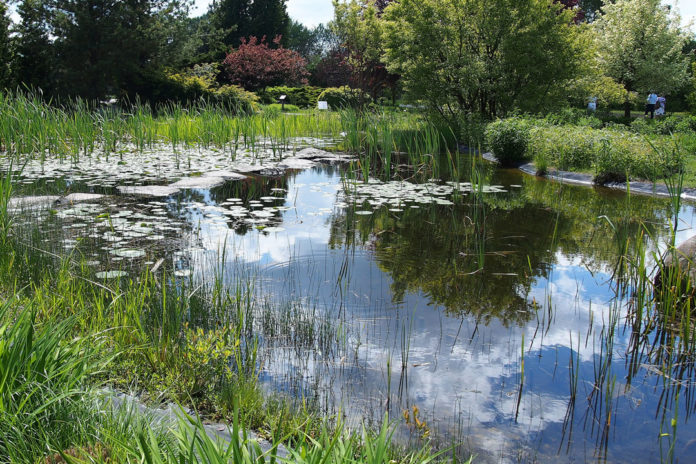 Gartenteich Anlegen Tipps Zu Planung Bau Und Bepflanzung