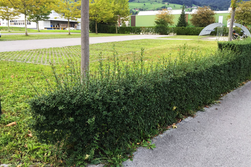 Auf was Sie beim Herbstschnitt im Garten achten sollten