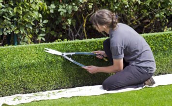 Eine Gärtnerin schneidet die Hecke