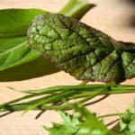 Verschiedene Asia-Salate auf einem Brett zum selber pflanzen und aufziehen
