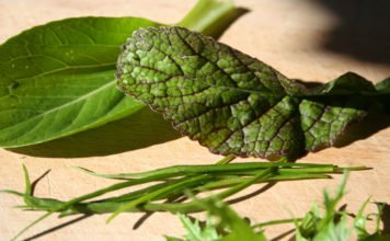 Verschiedene Asia-Salate auf einem Brett zum selber pflanzen und aufziehen