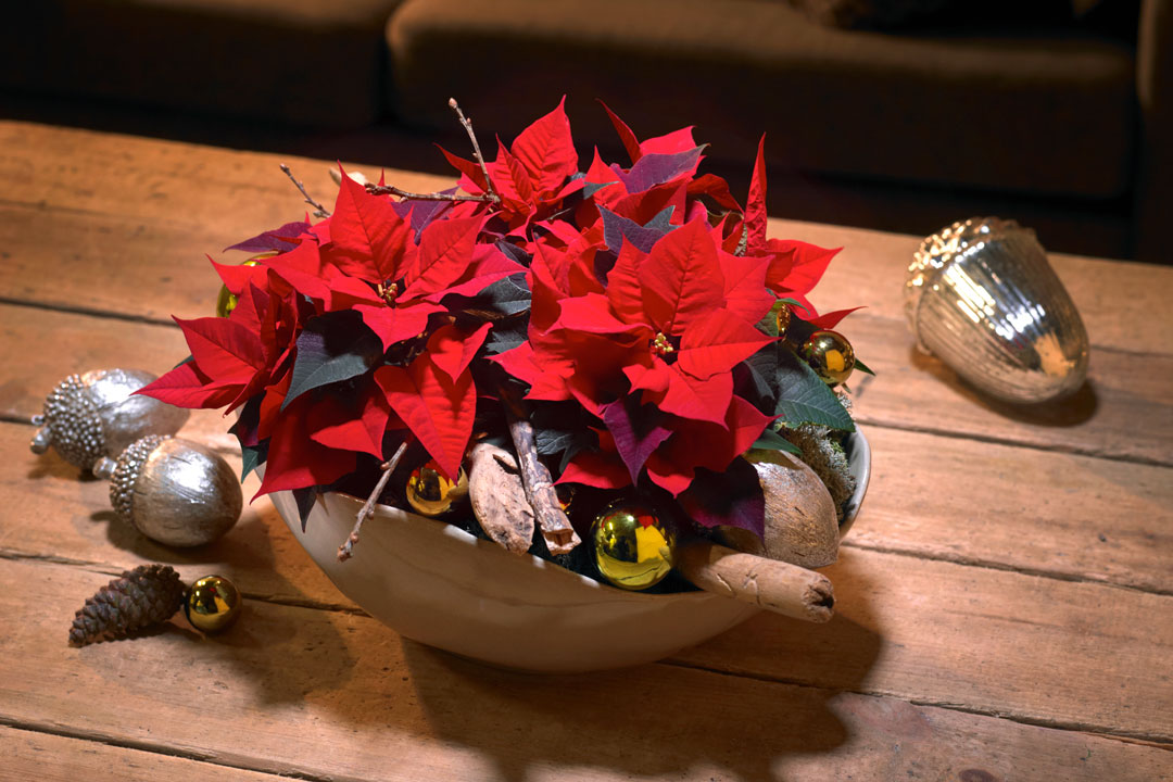 Auch als festliche Tischdekoration eignet sich der Weihnachtsstern im klassischen Rot perfekt.