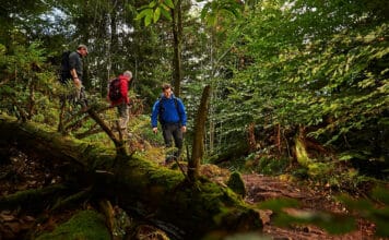 Der Wald und seine Kraft wird oftmals unterschätzt Drei Personen laufen im dichten Wald