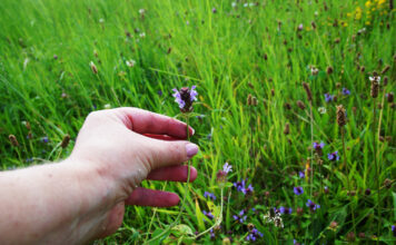 Heilpflanzen: Warum und wie selbst sammeln – ein kurzer Ratgeber Auf einer grünen Wiese selber Heilpflanzen sammeln