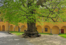 Ein Lindenbaum steht in einem Hof