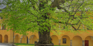 Ein Lindenbaum steht in einem Hof
