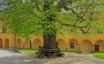 Ein Lindenbaum steht in einem Hof