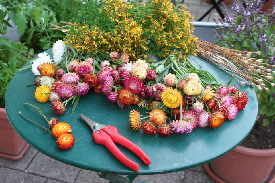 Geschnittene Strohblumen mit den benötigten Utensilien für einen Strauß auf eine kleinen Gartentisch.