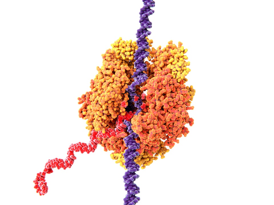 Peptidketten, die sich spezifisch zu hochkomplexen Eiweiß-Molekülen (Proteine) falten