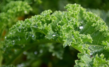 Federkohl ist das Superfood unter den Wintergemüsen Federkohmüsegartenl im Ge