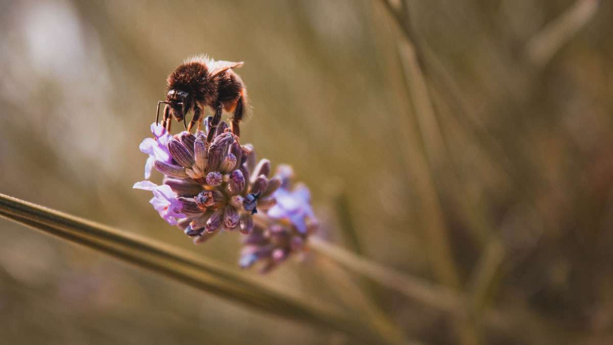 Eine Biene bestäubt eine Pflante