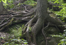 Starke Wurzeln eines Baums im Wald als Symbol für Resilienz