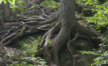Starke Wurzeln eines Baums im Wald als Symbol für Resilienz
